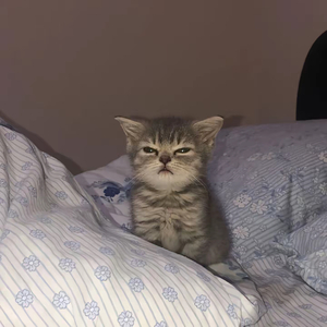 洽