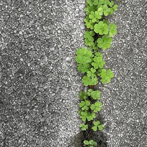 Конюшина Українська