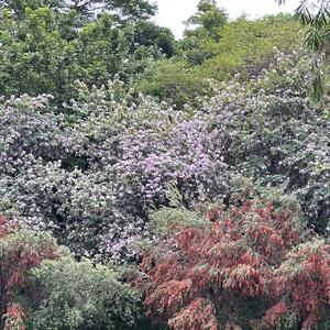 你要结婚了新囊不是我