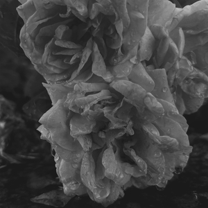 En haluu tanssia ruusuilla