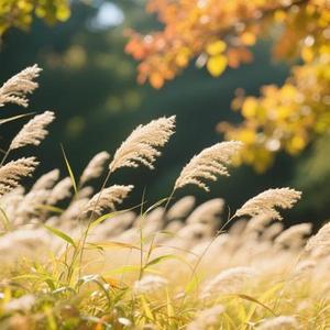 夏天的风吹到秋天