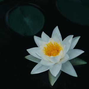 Guru Puja