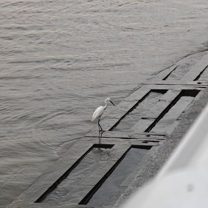 ［Free］ ‘’Who !‘’