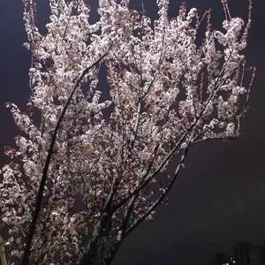 喜欢秋天的尾巴