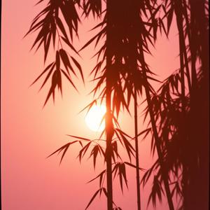 夜明けのシルエット (Yoake no Shiruetto – Silhouette at Dawn) by @themagician_lofi