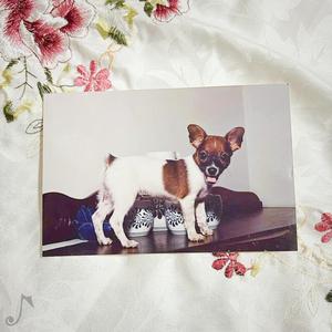 cachorros