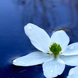 天空依旧很蓝花依旧很好看