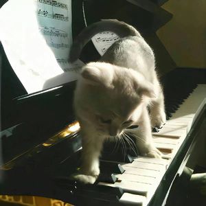 See The Light（钢琴版）