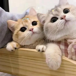 小白猫和小橘猫（睡前故事）