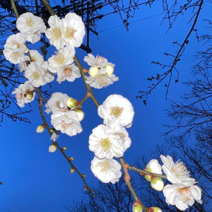 克莱因蓝/Kleinblue