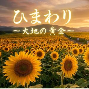 ひまわり～大地の黄金～