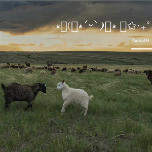 大家一起喜羊羊（翻唱）