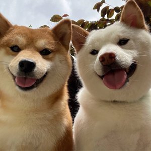 我的喜欢很直白