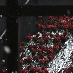 红色的克莱因玫瑰