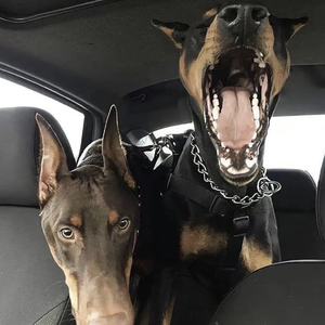 高山悬崖（高级）