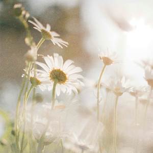daisies