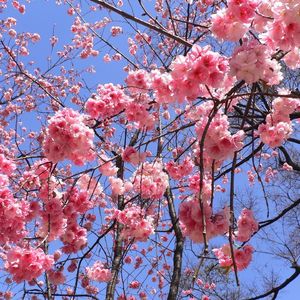 云 为 衫 雨 作裙