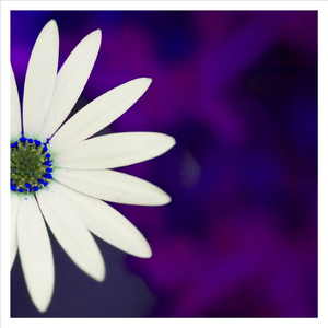 Ballet of the Little Cafe (Solo Piano)