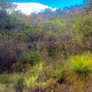 LITTLE WREN WHISTLES