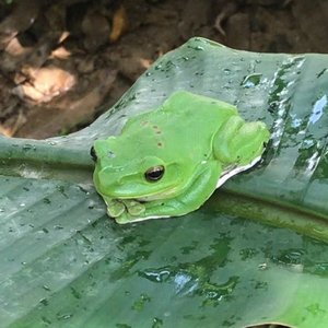 迎客歌