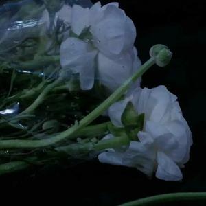 flower fairy【prod by SOYOXIYAKI】