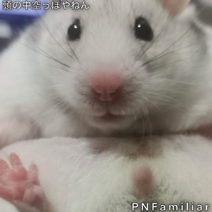 馬鹿な俺を許してくれ