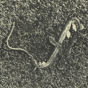 Tuba débile, tuba déchant