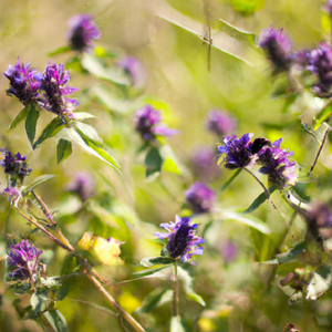 Koh A Twat Eain Mat Min Mat Lar