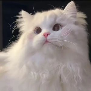 黄昏晓（翻唱）