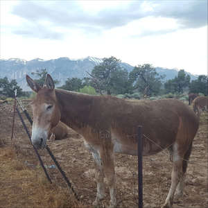 Turn the Fan On (Sweaty Like New Orleans)