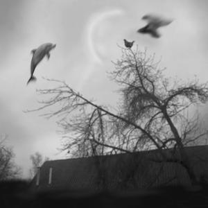 That one screaming chicken but it got hit by an anvil and there are dolphins