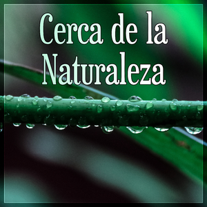 Posturas de Yoga (Sonido del Mar)