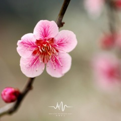 花无欢 (放松大脑轻音乐)