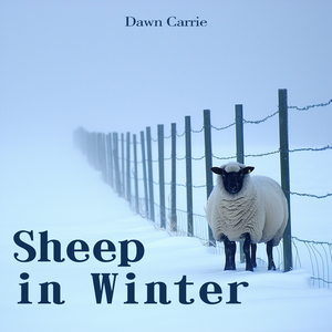 Sheep in Winter (Immersive Version)