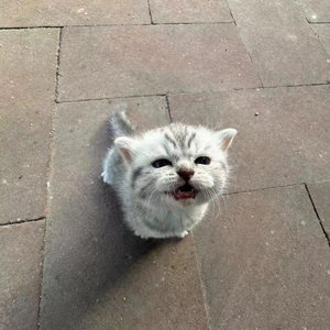 20251129_182826_0.mp3