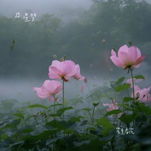 雾里看花