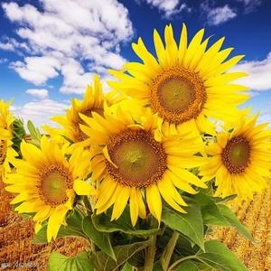 我是一个小宝贝儿