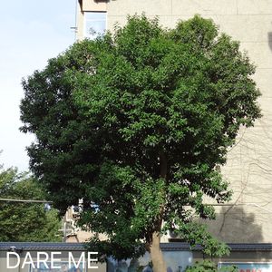 DARE ME (cover. IVE)