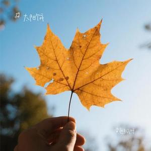 黄色枫叶 (Cover 薛之谦)