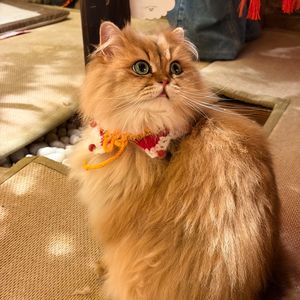 刀剑应答我（cover：剑网3/喵酱油/硝酸铜/Padalecki小明）