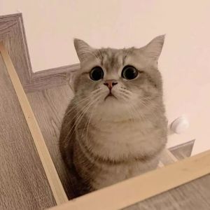 洋葱（女生版）