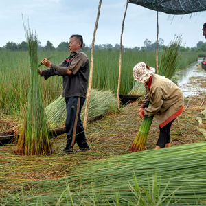 Rain Resonating in the Rustling Reeds
