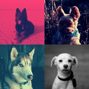 安静的小狗声音