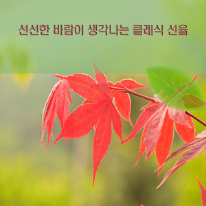 레비코프 - 곰