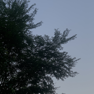 绿洲