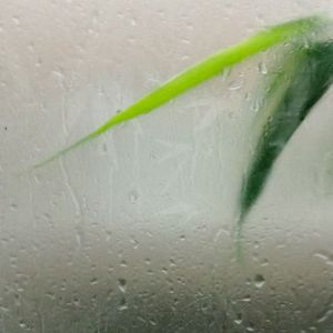 雨の日の贈り物