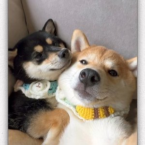 Tino-堕（段小胖啊 remix）