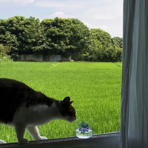风铃（聆听版）