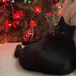 Is Zenyte Just A Game To You Zenyte Runescape Private Server