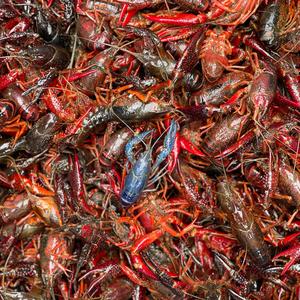 Crawfish Love